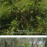 ASET NEGARA TERLANTAR? Kebun PTPN IV Tanah Raja Disorot - Sawit Dikepung Ilalang, Karet Ditumbuhi Anak Kayu Liar Setinggi Pinggang CutPaste_2026-10-14_10-36-22-721